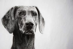 ارتحال معمار بنیانگذار انقلاب کبیر اسلامی آیت الله روح الله خمینی (ره) تسلیت باد