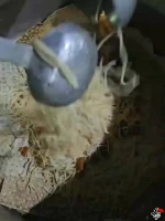  تهیه و پخت سحری و افطاری در خوابگاه پردیس فاطمه الزهرا(س) اهواز به مناسبت لیله الرغائب